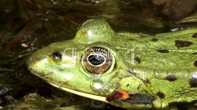 Wasserfrosch