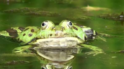 Wasserfrosch