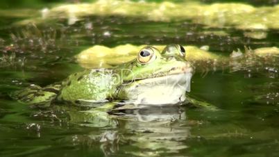 Wasserfrosch