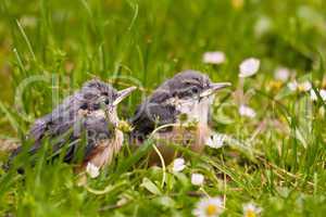 Junge Kleiber, Young Nuthatches