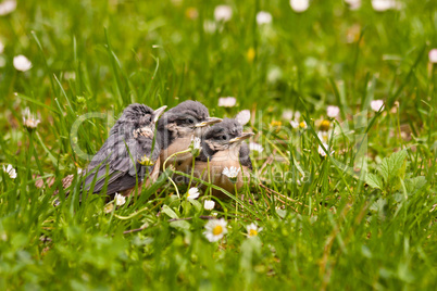 Junge Kleiber, Young Nuthatches