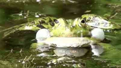 Wasserfrosch