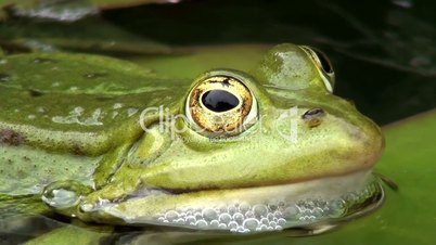 Wasserfrosch