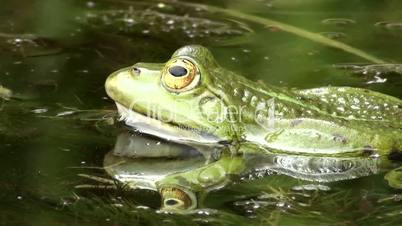 Wasserfrosch