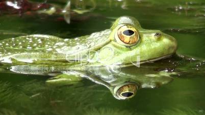 Wasserfrosch