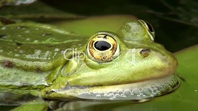 Wasserfrosch