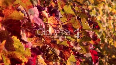 Herbstliche Weinblätter