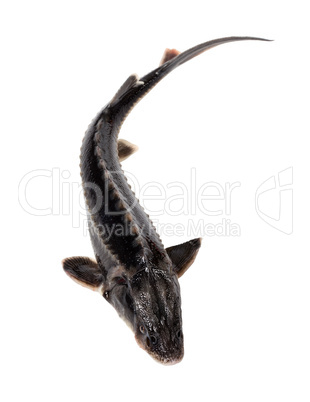 Sterlet fish isolated on white background