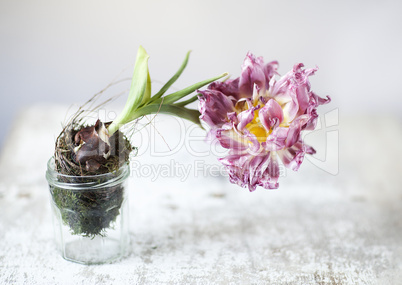 Tulpe im Glas