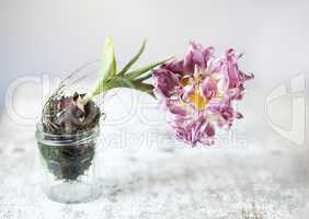 Tulpe im Glas
