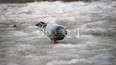 pigeon on melting snow