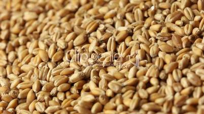 Grain