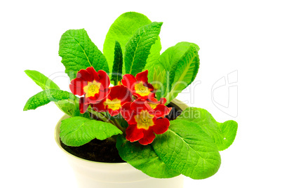 Red flower, Primrose plant