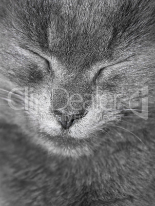 Gray British cat is sleeping