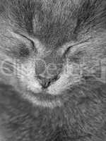 Gray British cat is sleeping