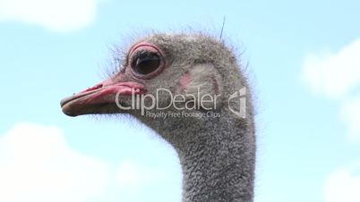 Close Up Ostrich Head Shot