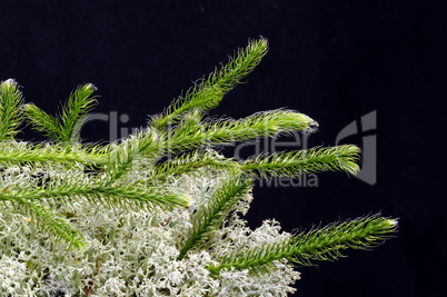 Green Clubmoss and Gray Reindeer lichen