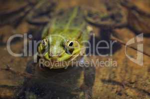 The green marsh frog smiles