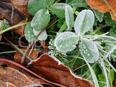 Frosty grass