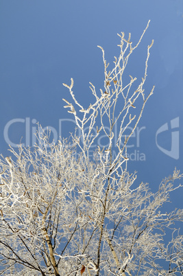 Hoarfrost on birch branches