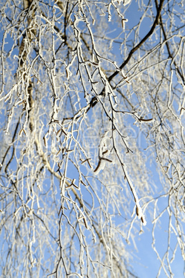 Hoarfrost on birch branches