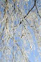 Hoarfrost on birch branches
