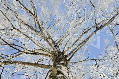 Hoarfrost on birch branches