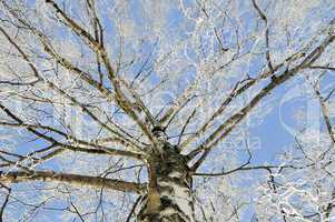 Hoarfrost on birch branches