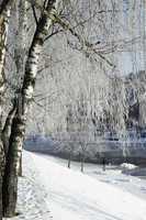 Hoarfrost on birch branches