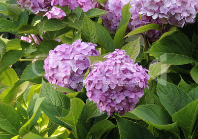 Hydrangea in last summer days