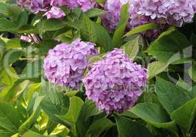 Hydrangea in last summer days