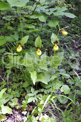 Cypripedium calceolus