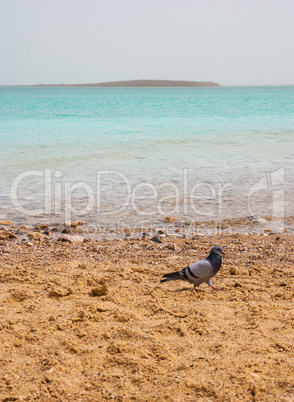 Pigeon on the bank of the Dead Sea