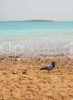 Pigeon on the bank of the Dead Sea