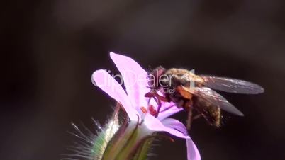Fliege sitzt auf  Blüte