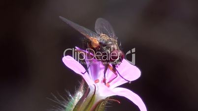 Fliege sitzt auf  Blüte