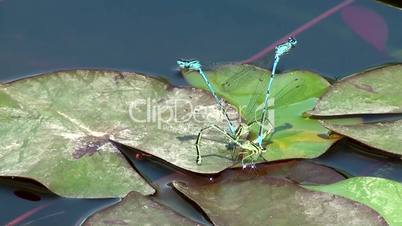 Hufeisen-Azurjungfer (Coenagrion puella)