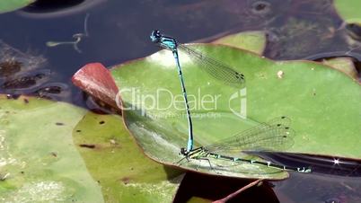 Hufeisen-Azurjungfer (Coenagrion puella)