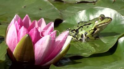 Wasserfrosch auf Seerose