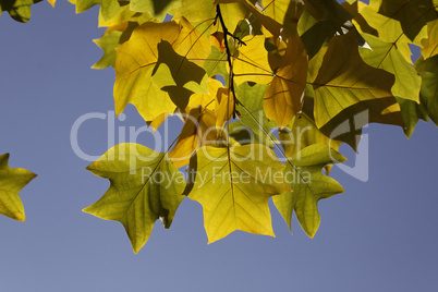 Liriodendron tulipifera, Tulpenbaum im Herbst