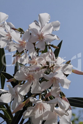 Nerium oleander, Oleander (Rosenlorbeer)
