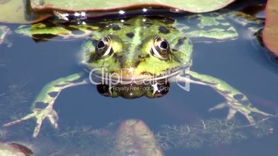 Wasserfrosch