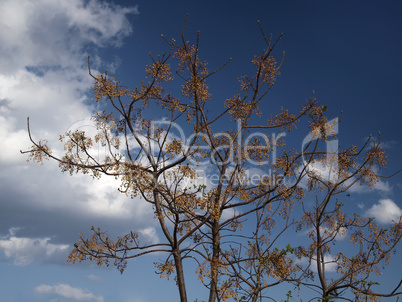 Baum vor blauem Himmel