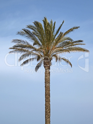 Phoenix canariensis, Kanarische Dattelpalme