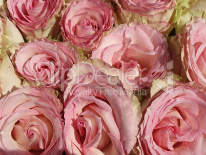 Rosen - Pink Roses in Germany