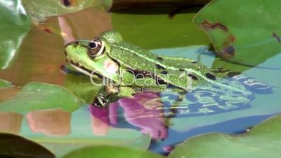 Wasserfrosch