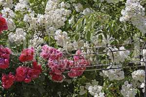 Rosengarten - Rose garden