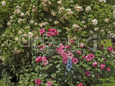 Garten mit Rosenstrauch und Rittersporn - Garden with rosebush, Germany