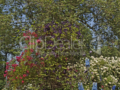 Garten mit Rosenstrauch und Clematis - Garden with rosebush and clematis