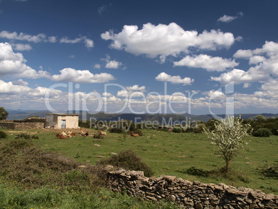 Landschaft mit Kühen im Südosten Sardiniens bei Armungia